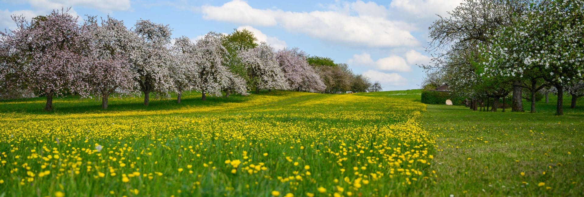 fotos de jardins floridos