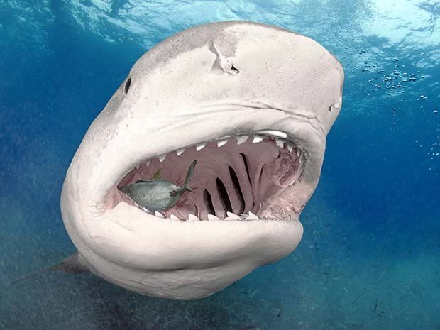 fotos de tubaroes