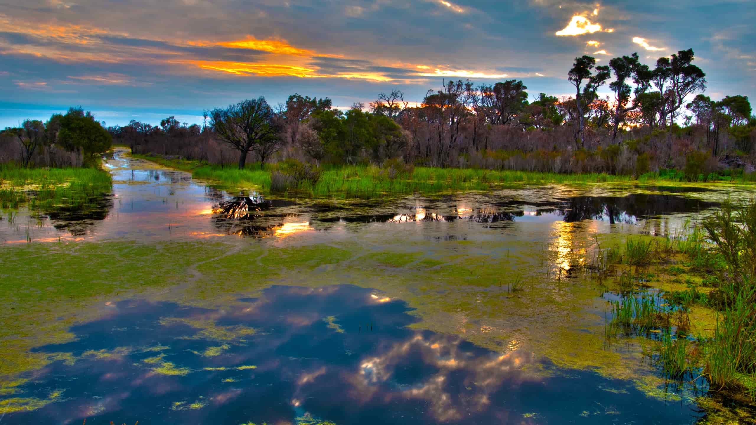 Fotografia de vida selvagem no Pantanal