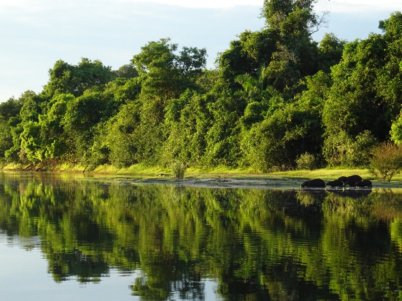 Onde ver onças-pintadas no Brasil