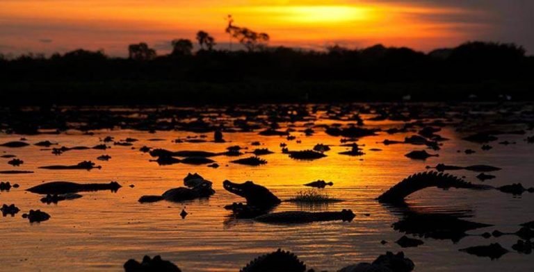 Roteiro de 7 dias no Pantanal de MT