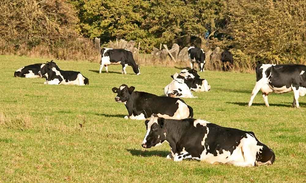 iniciantes na agropecuária leiteira