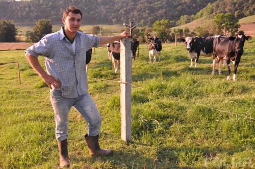 primeiros passos na criação de vacas leiteiras