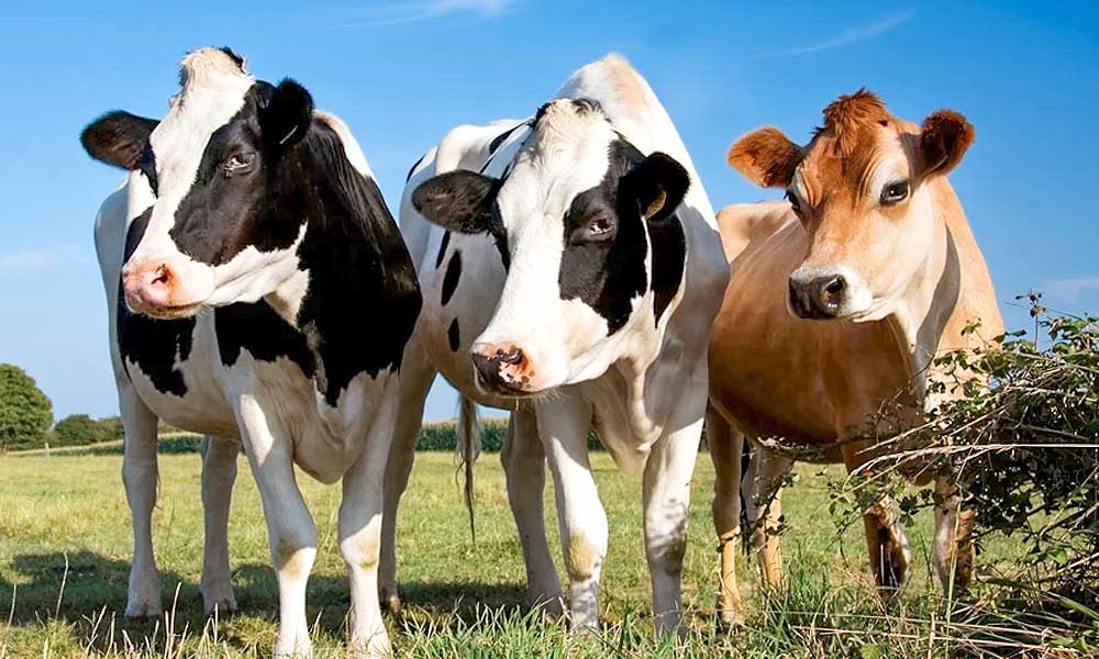 gado de leite para iniciantes