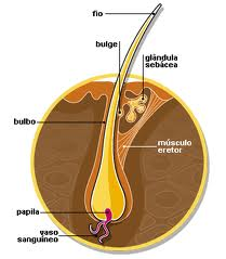 Guia completo de shampoos a seco: qual escolher e como usar