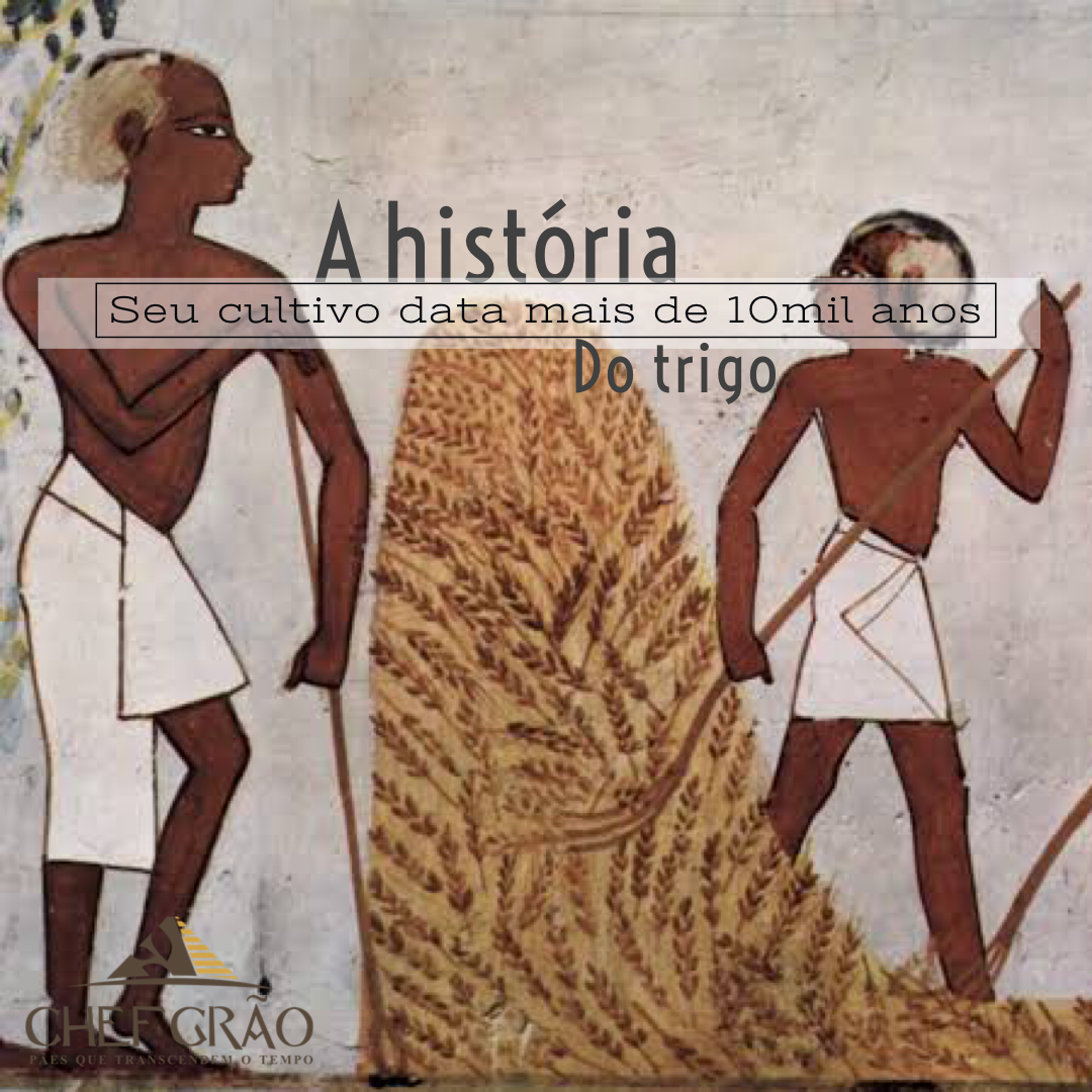 história do trigo na alimentação humana