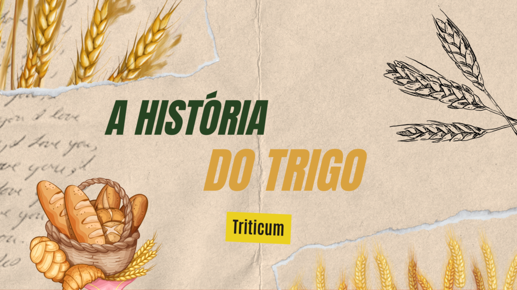 Glúten e Saúde: Entenda os Desafios do Consumo de Trigo Hoje