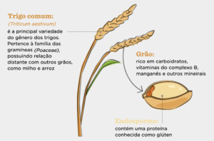 A Jornada do Pão: Do Egito Antigo à Mesa Moderna