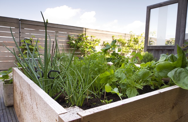 horta em pequenos espaços