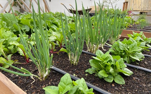 5 Temperos Essenciais para Sua Horta de Apartamento