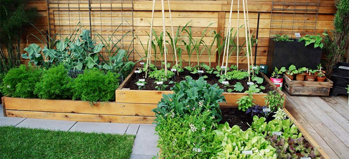 Guia Completo: Horta Vertical para Iniciantes