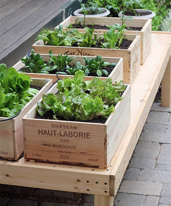 Como Escolher os Melhores Vasos para Sua Horta Doméstica