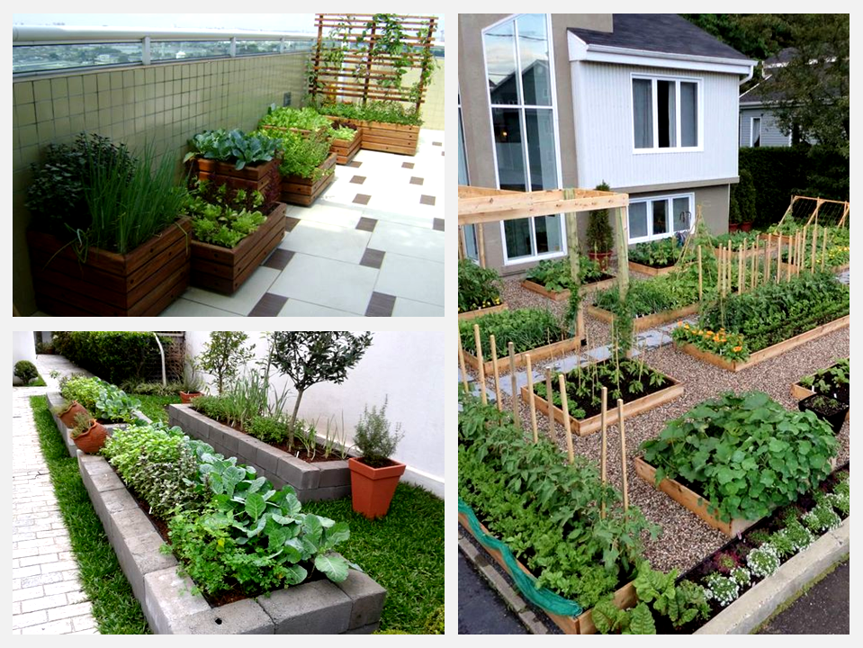 Frutas e Raízes que Você Pode Cultivar em Pequenos Espaços