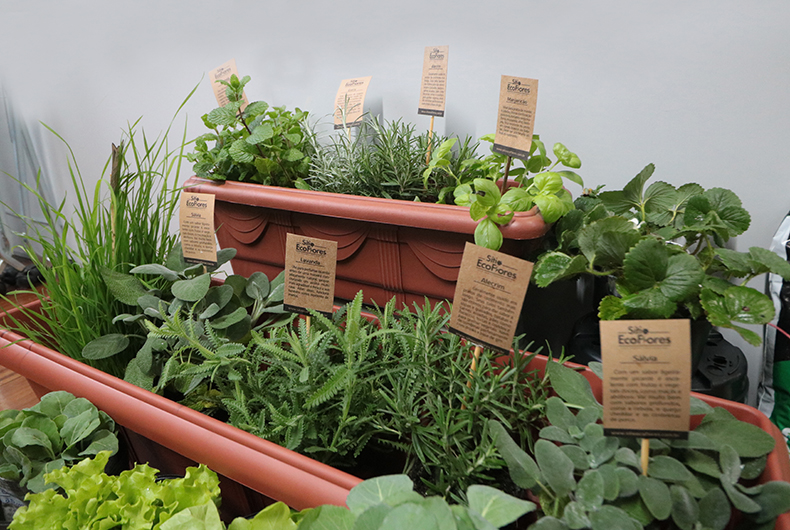 Guia Completo: Horta Vertical para Iniciantes