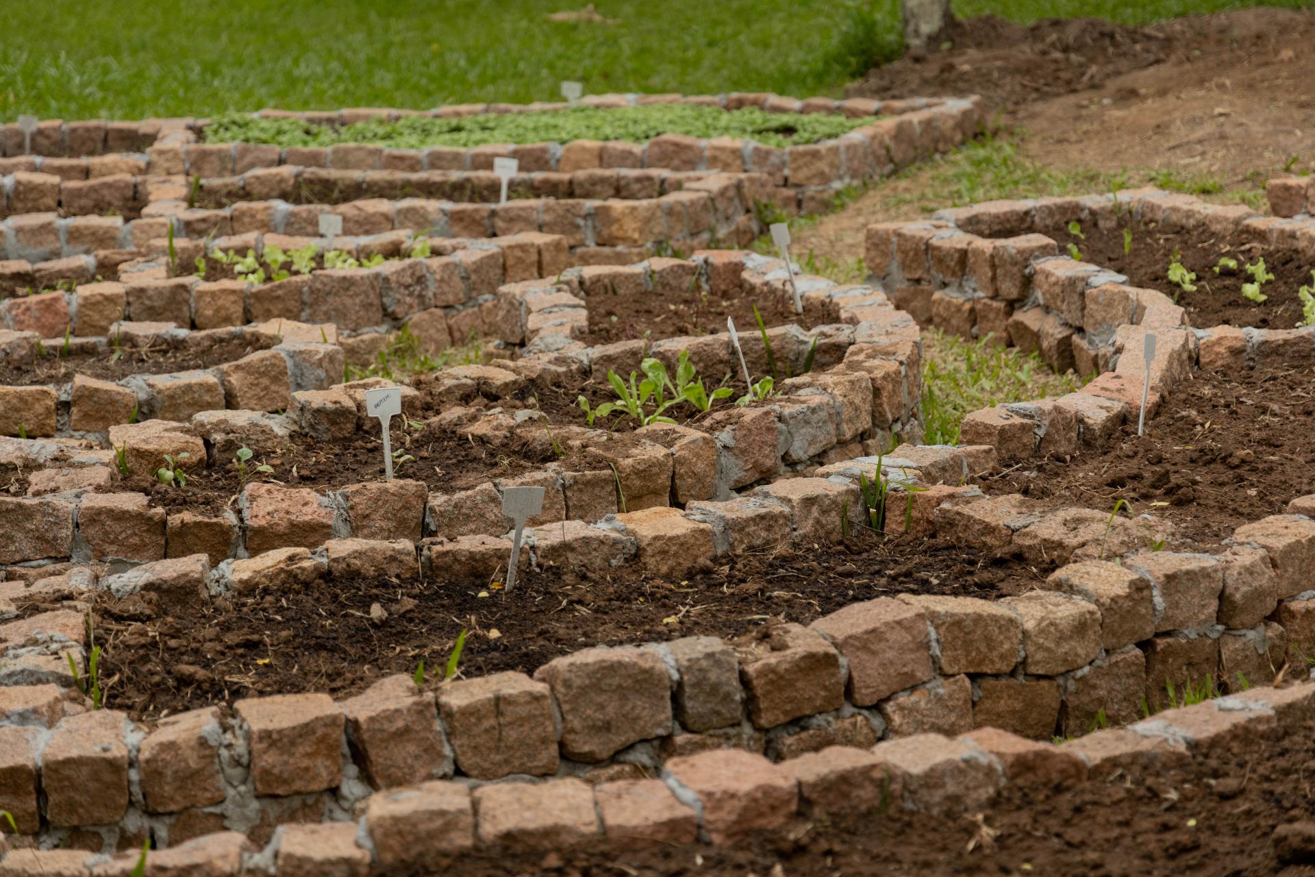 As Melhores Plantas para Consorciar na Horta Mandala