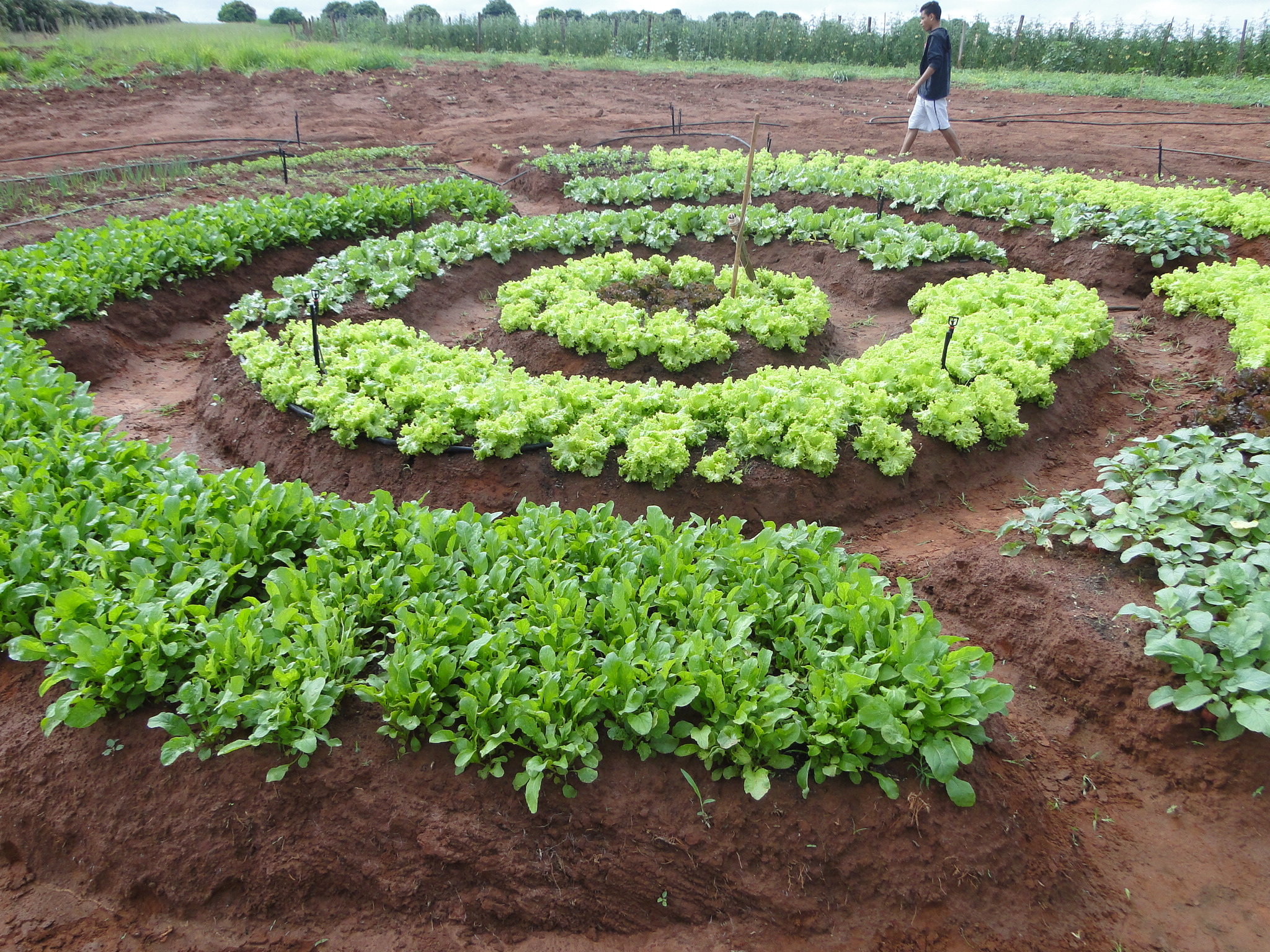 horta mandala design e funcionalidade