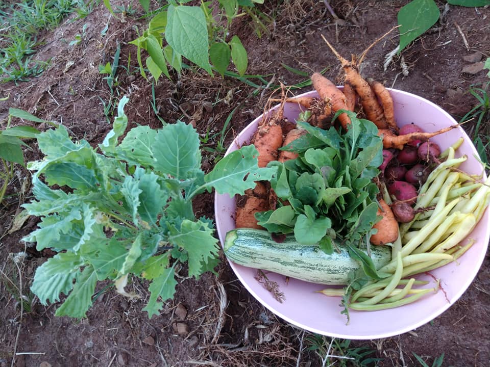 Guia Completo: Como Planejar e Construir Sua Horta Mandala