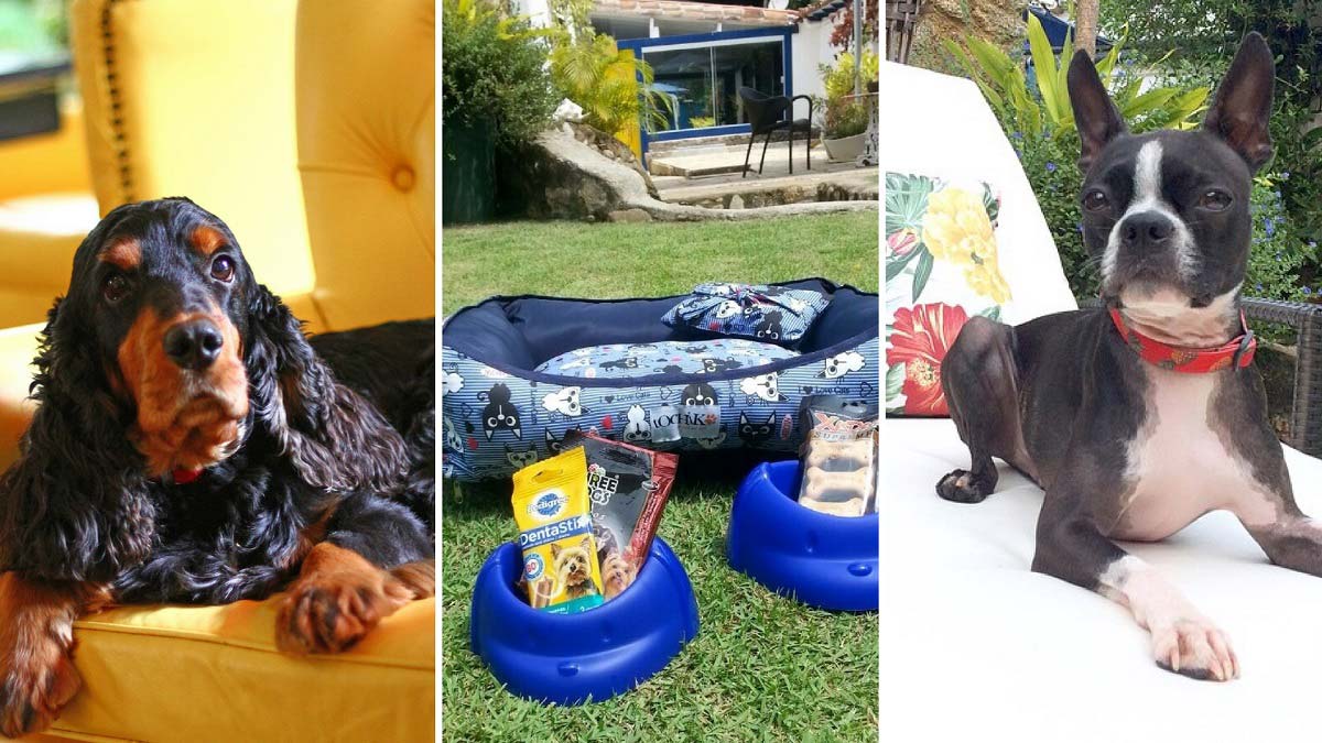 Hotéis de Luxo Pet Friendly no Rio de Janeiro: Uma Experiência Inesquecível
