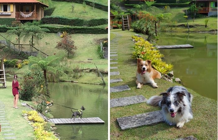 Hotéis de Luxo Pet Friendly no Rio de Janeiro: Uma Experiência Inesquecível
