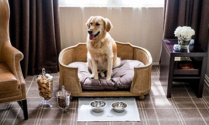 Guia Completo: O Que Levar na Mala do Seu Pet para Viajar