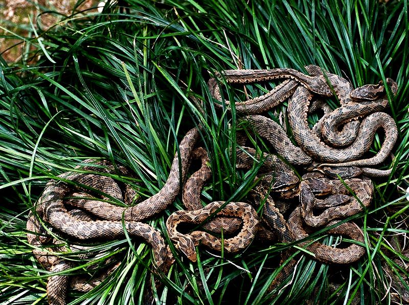 pesquisa cientifica ilha das cobras