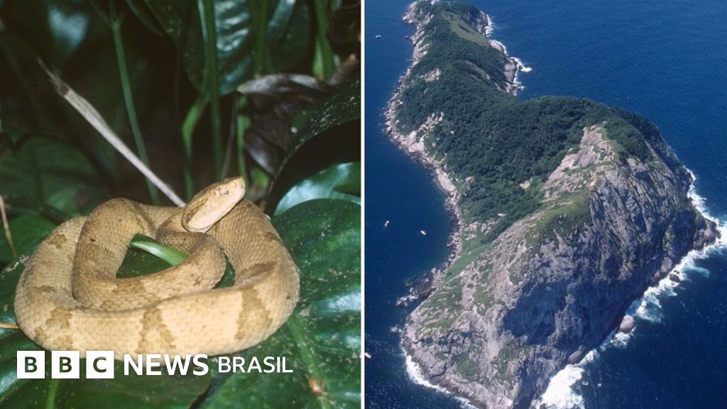 ilha de queimada grande