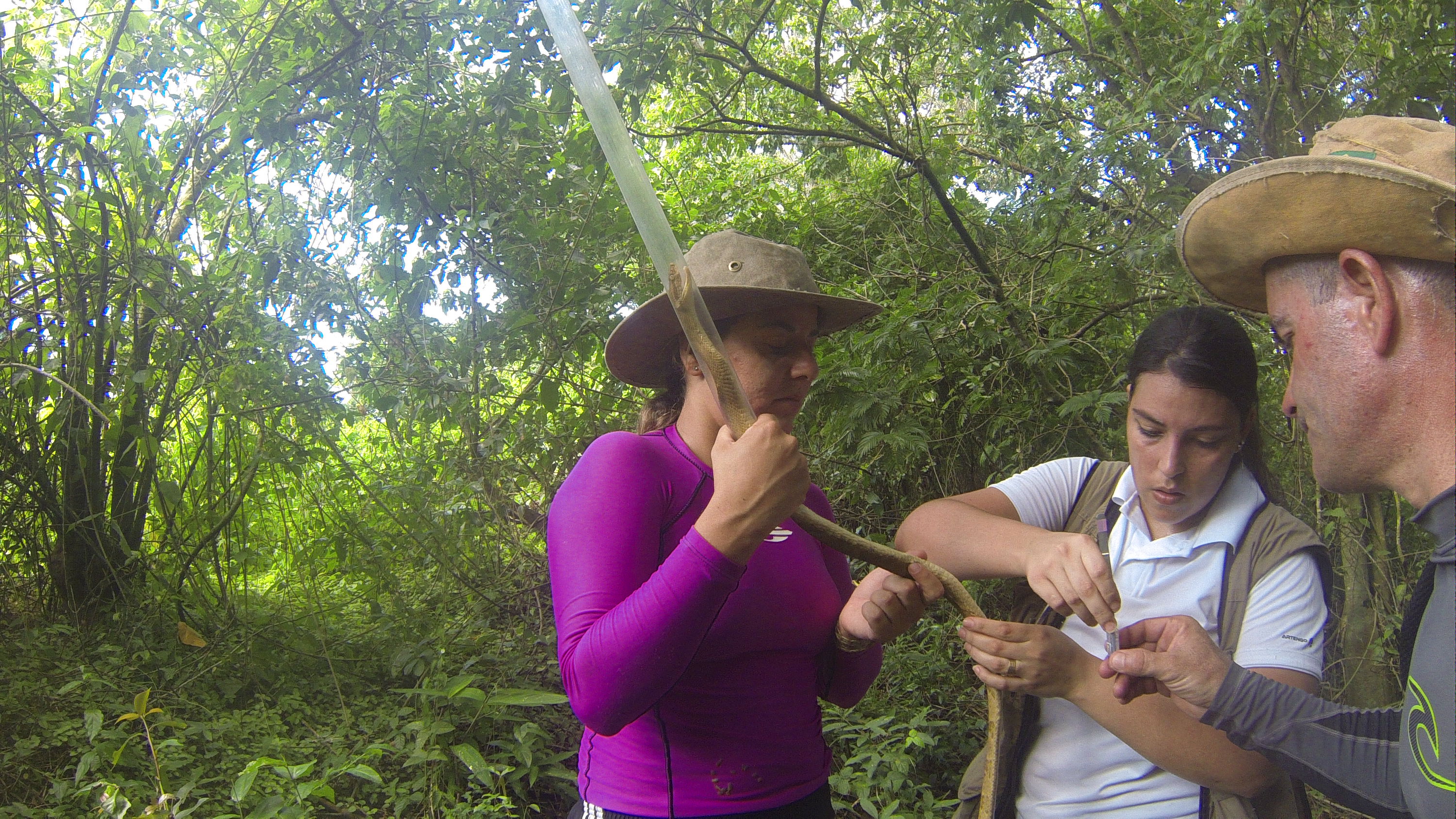 jararaca ilhoa habitat