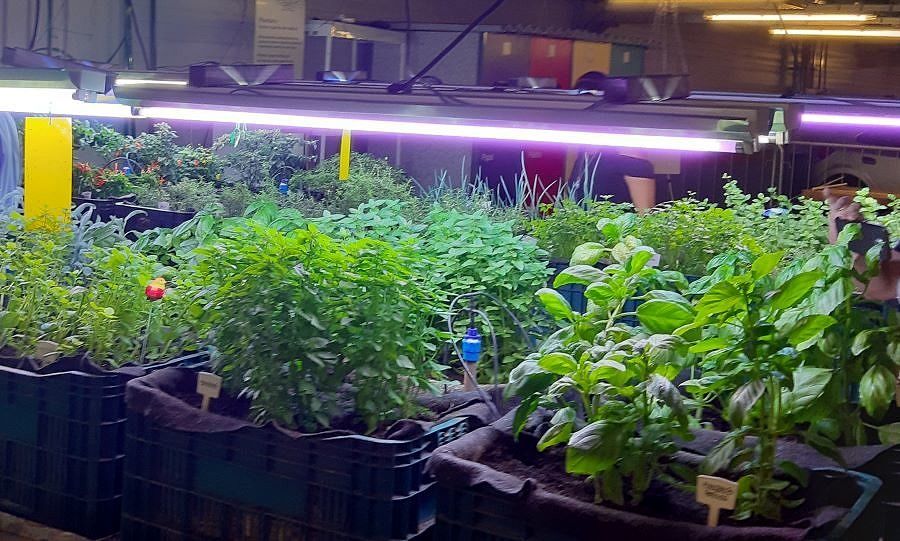 Como escolher a melhor Grow Light para sua horta