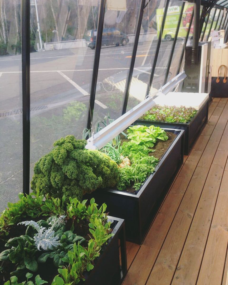 Iluminação LED para iniciantes em jardinagem indoor