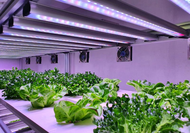 Guia completo de espectro de luz para plantas