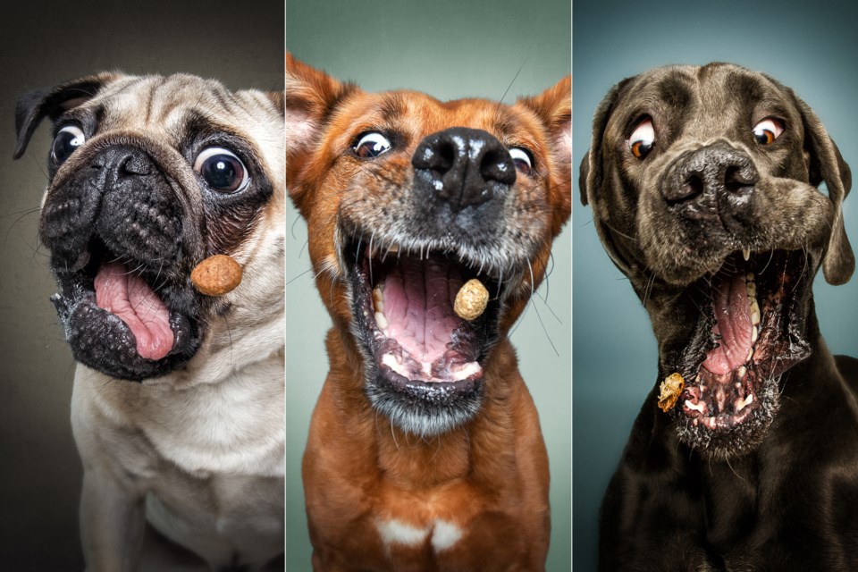 Direitos Autorais em Imagens de Cães: O Que Você Precisa Saber