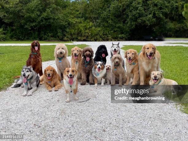 Direitos Autorais em Imagens de Cães: O Que Você Precisa Saber