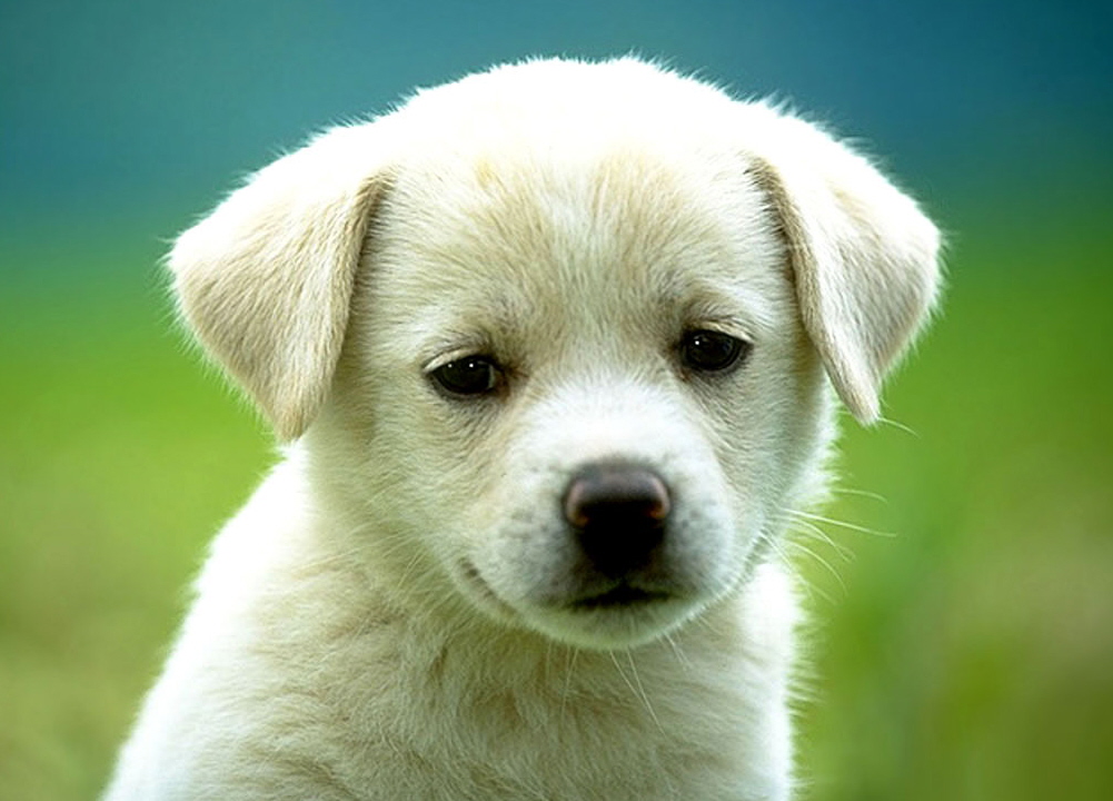 Como Escolher a Imagem Perfeita de Cachorro para Seu Projeto