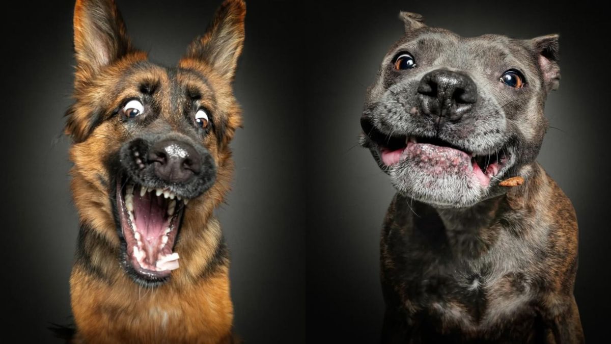 Guia Completo de Raças de Cães: Encontre Imagens Gratuitas