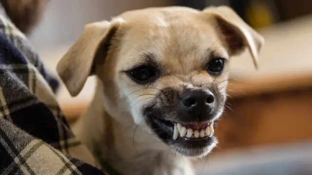 Guia Completo de Raças de Cães: Encontre Imagens Gratuitas