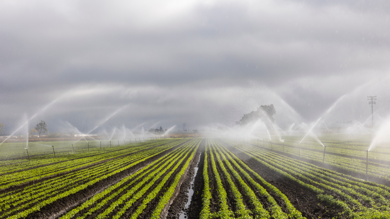 irrigação para lavoura de feijão