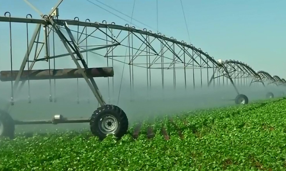 necessidade hídrica cultura feijão