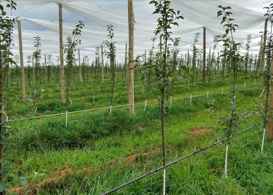 irrigação de pomares qual o melhor sistema