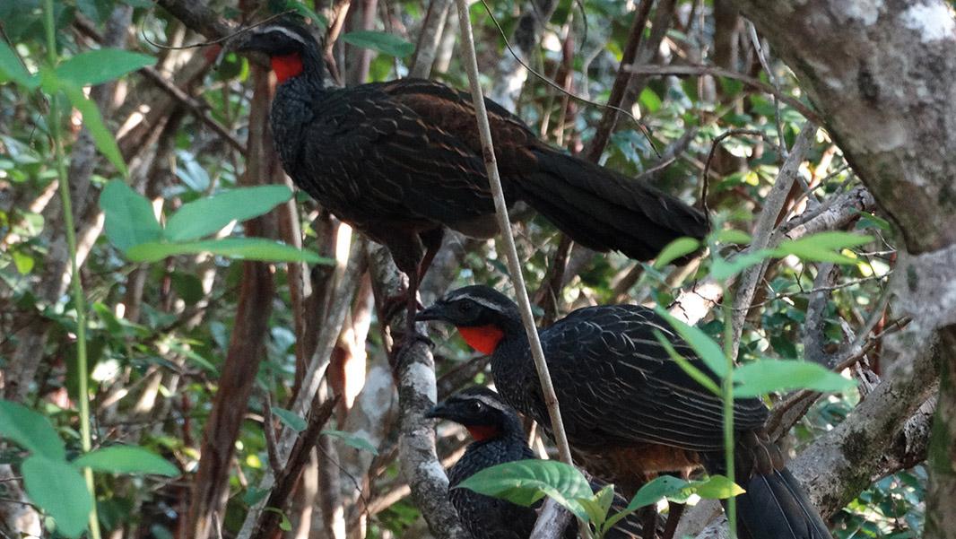 aves da fauna brasileira