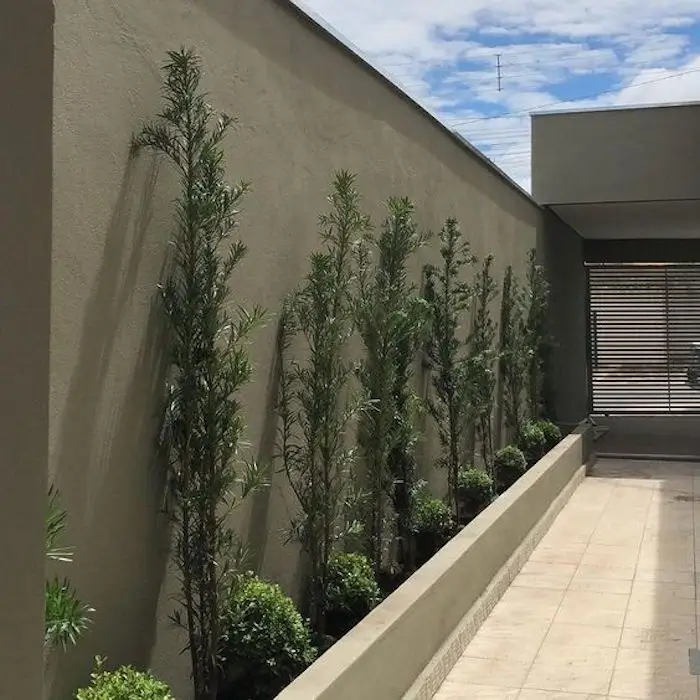 plantas para lateral de casa