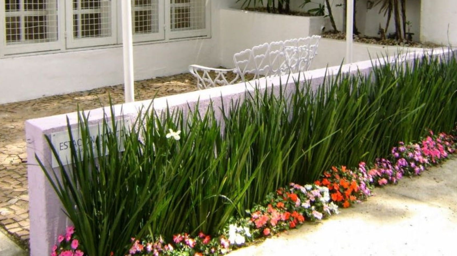 plantas para sombra em muros