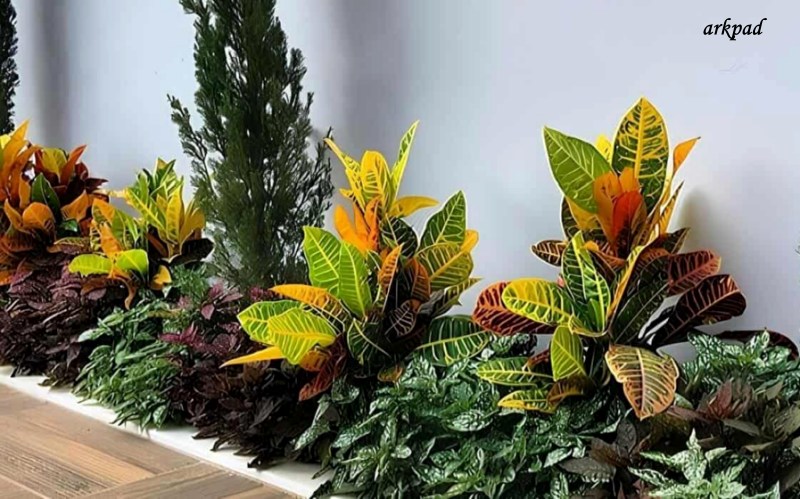 jardim de inverno muro