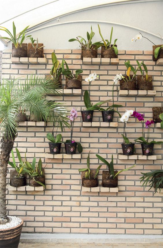 plantas para cobrir muro