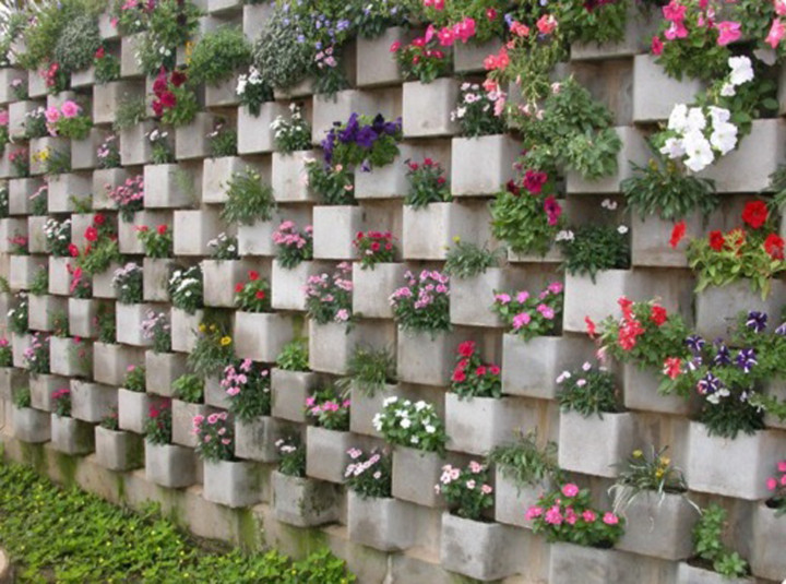 plantas para cobrir muro
