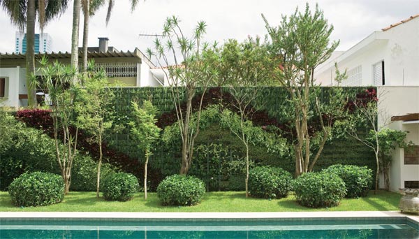 plantas resistentes ao sol para muros