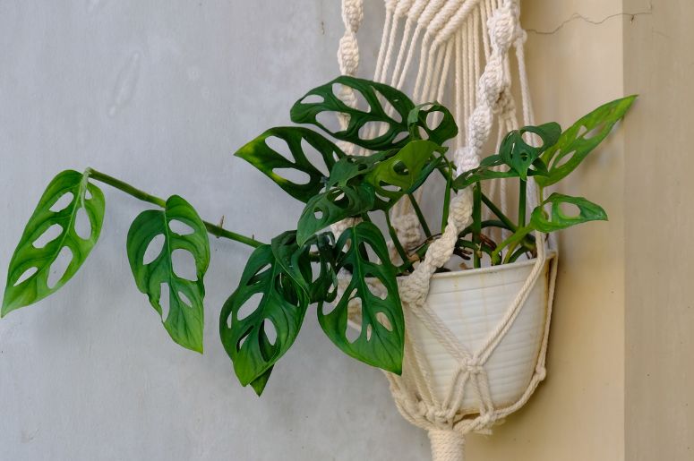 jiboia ou costela de adão qual escolher