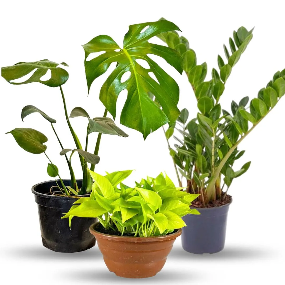 plantas pendentes para apartamentos pequenos