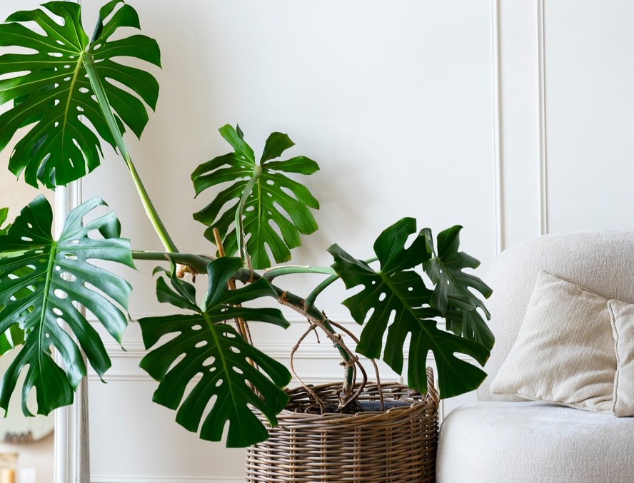 sintomas intoxicação jiboia costela de adão pets