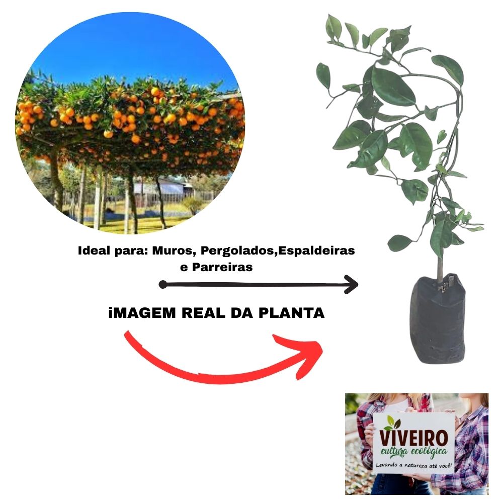 Morosil emagrecimento
