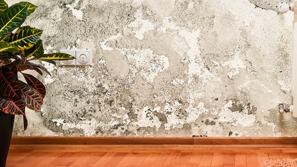 Maiores erros ao pintar parede com umidade